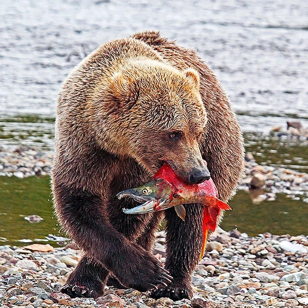 Wild.Salmon.Kamchatka